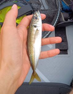 Greenback Horse Mackerel