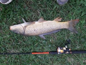 Common Carp
