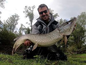 Northern Pike