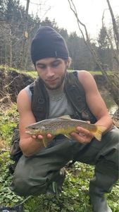 Brown Trout