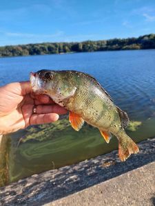 European Perch