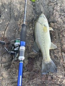 Largemouth Bass