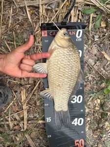 Crucian Carp