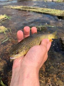 Brown Trout