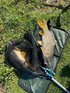 Common Carp