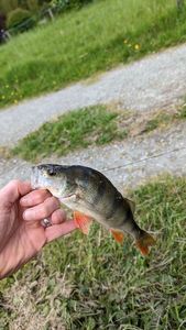 European Perch