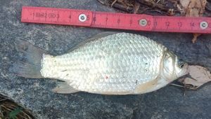 Crucian Carp