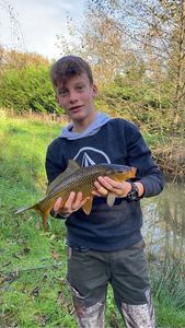 Common Carp
