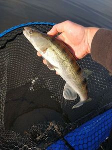 Zander