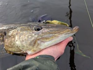 Northern Pike