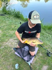 Mirror Carp
