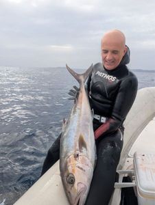 Greater Amberjack