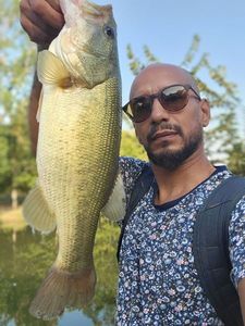 Largemouth Bass
