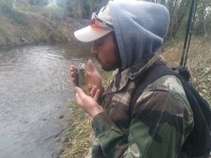 Brown Trout
