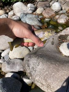 Brown Trout