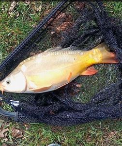 Mirror Carp