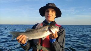 European Bass (Seabass)