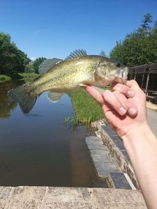 Largemouth Bass