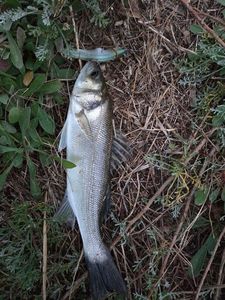 European Bass (Seabass)
