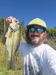 Largemouth Bass