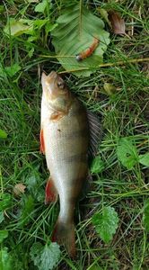 European Perch