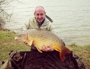 Common Carp