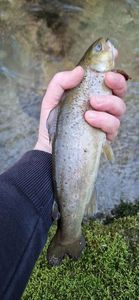 Brown Trout