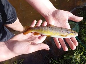 Brown Trout