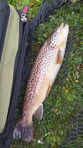Brown Trout
