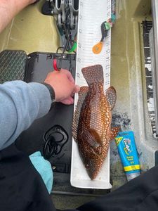 Ballan Wrasse