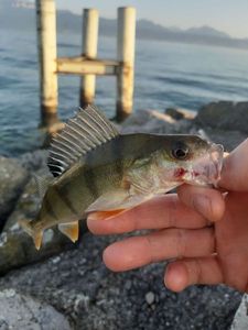 European Perch