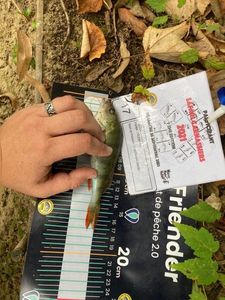 European Perch