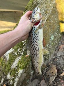 Brown Trout