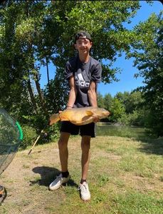 Mirror Carp