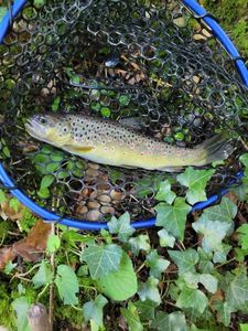 Brown Trout