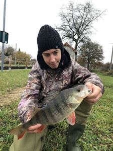 European Perch
