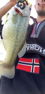 Largemouth Bass
