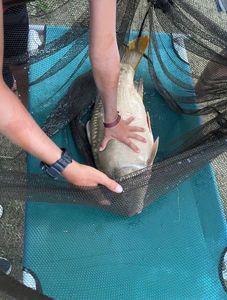 Mirror Carp