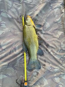 Tench