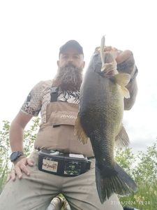 Largemouth Bass