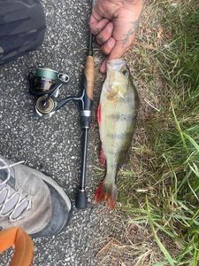 European Perch