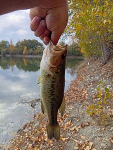 Largemouth Bass