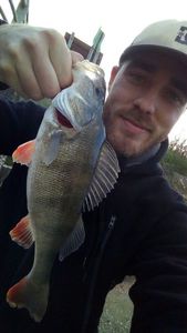 European Perch