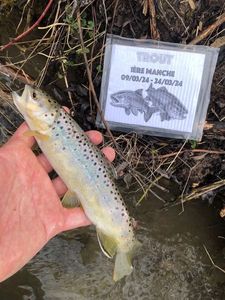 Brown Trout