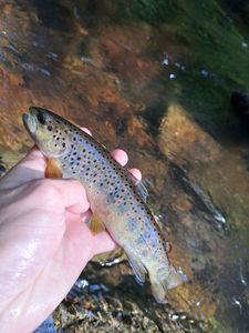 Brown Trout