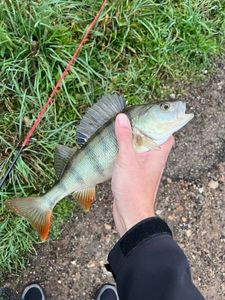 European Perch
