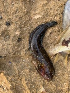 Black Goby