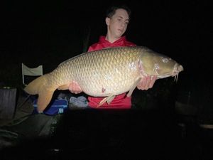 Common Carp