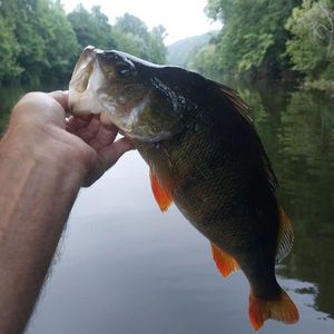 European Perch