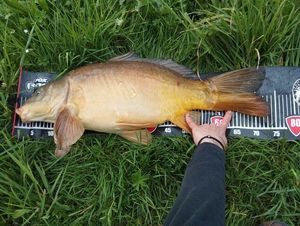 Leather Carp